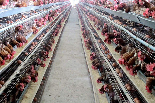 1524466507231871.jpg 雞舍.jpg