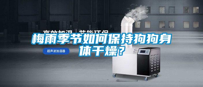 梅雨季節如何保持狗狗身體干燥?